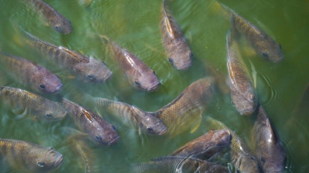 Ilustrasi tambak ikan nila salin/istock