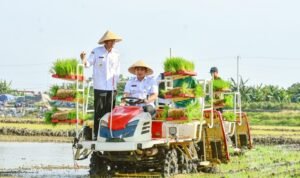 Demak Jadi Lumbung Pangan, Sumbang 8,89% Produksi Padi Jateng/demakkab