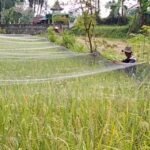 Serangan Hama Wereng dan Burung Ancam Lahan Padi Organik di Magelang/magelangkab