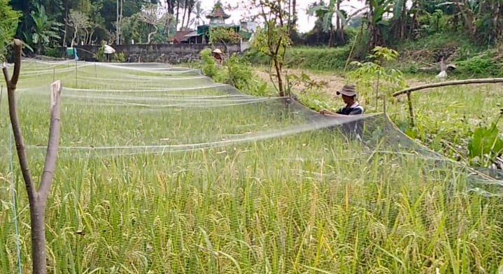 Serangan Hama Wereng dan Burung Ancam Lahan Padi Organik di Magelang/magelangkab Serangan Hama Wereng dan Burung Ancam Lahan Padi Organik di Magelang/magelangkab