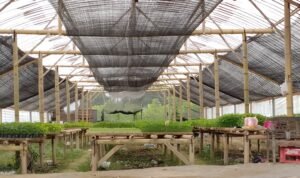 Pemintaan Bibit Tanaman di Magelang Meningkat Masuk Musim Hujan/magelangkab