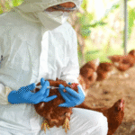 Pengertian Flu Burung dan Cara Pencegahannya