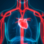 Memahami Sistem dan Fungsi Peredaran Darah Manusia