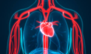 Memahami Sistem dan Fungsi Peredaran Darah Manusia