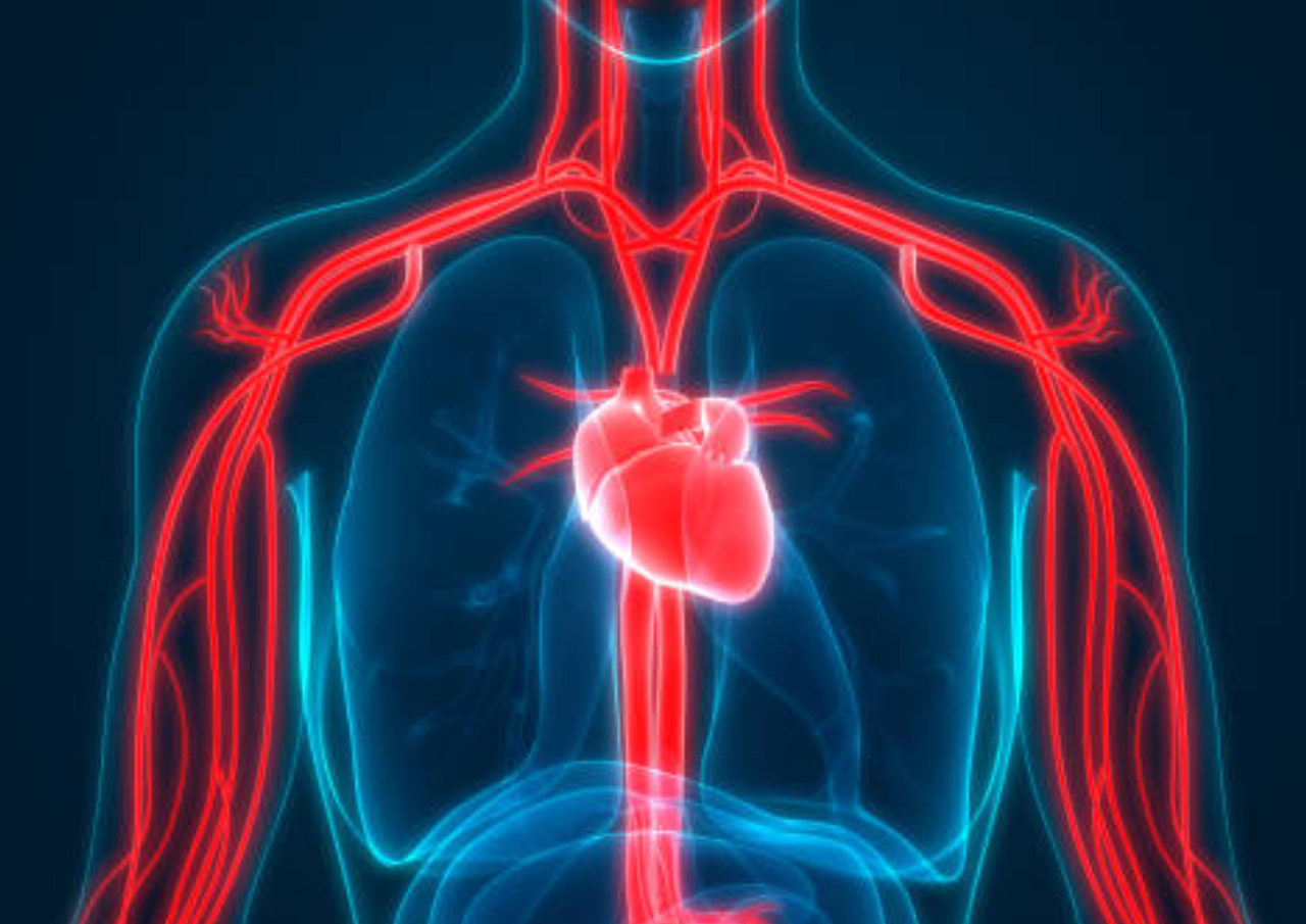 Memahami Sistem dan Fungsi Peredaran Darah Manusia