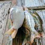 Ilustrasi ikan Ikan Sidat Asal RI Punya Kandungan Omega-3 Tertinggi di Dunia