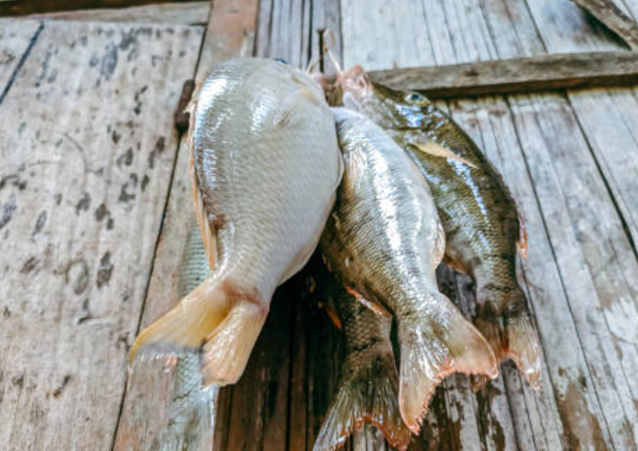 Ikan Sidat Asal RI Punya Kandungan Omega-3 Tertinggi di Dunia