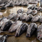 Jenis Ikan yang Mengandung Merkuri Tinggi Menurut FDA AS