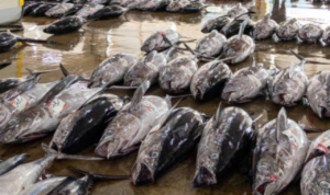 Jenis Ikan yang Mengandung Merkuri Tinggi Menurut FDA AS