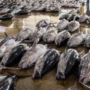 Jenis Ikan yang Mengandung Merkuri Tinggi Menurut FDA AS