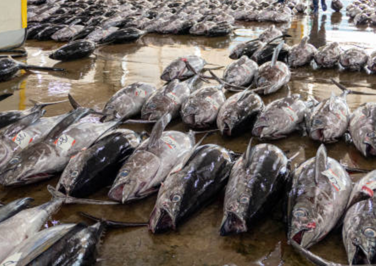 Jenis Ikan yang Mengandung Merkuri Tinggi Menurut FDA AS