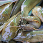 Ikan lele Jadi Favorit Warga, Ikan Lele Ternyata Serap Racun dalam Air