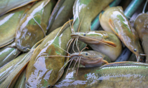 Jadi Favorit Warga, Ikan Lele Ternyata Serap Racun dalam Air