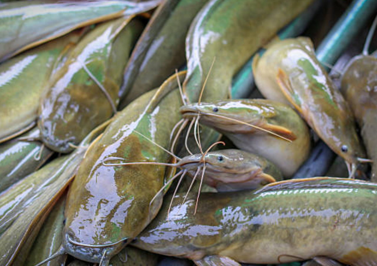 Jadi Favorit Warga, Ikan Lele Ternyata Serap Racun dalam Air