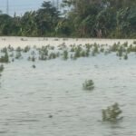 Lahan Pertanian Terdampak Banjir di Pati hingga Jepara Telah Diajukan Klaim Asuransi/jatengprov