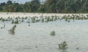 Lahan Pertanian Terdampak Banjir di Pati hingga Jepara Telah Diajukan Klaim Asuransi/jatengprov
