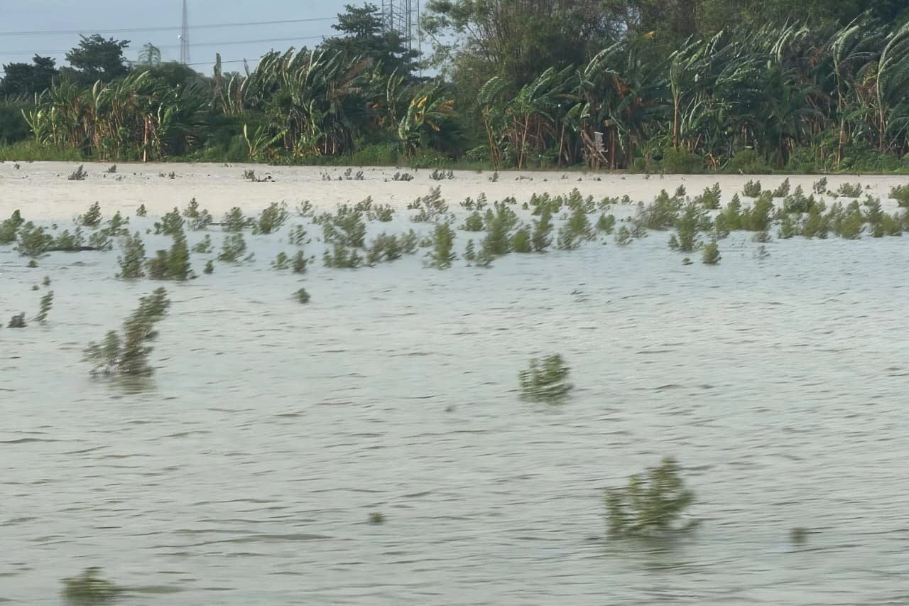 Lahan Pertanian Terdampak Banjir di Pati hingga Jepara Telah Diajukan Klaim Asuransi/jatengprov