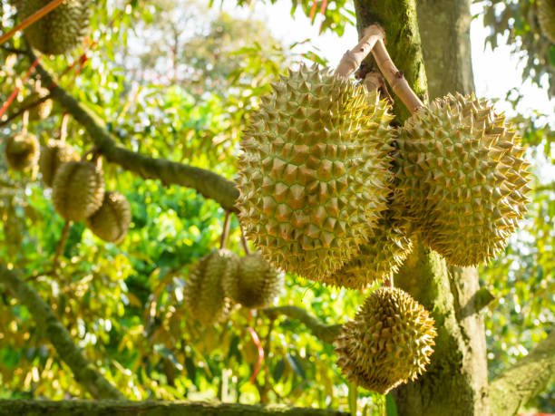 Durians on the durian tree in the durian orchard.