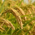 Ilustrasi padi/istock