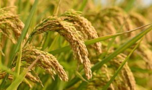 Ilustrasi padi/istock Ilustrasi padi/istock