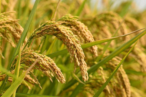 Ilustrasi padi/istock