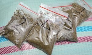 Kasus Penyelundupan Eskpor Kratom Terungkap/jatengprov Kasus Penyelundupan Eskpor Kratom Terungkap/jatengprov