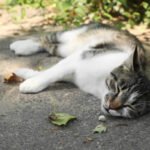 Ilustrasi kucing mati/istock