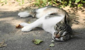 Ilustrasi kucing mati/istock Ilustrasi kucing mati/istock