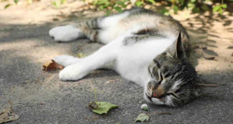 Ilustrasi kucing mati/istock