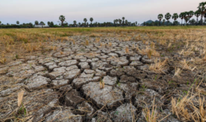 Akan Hadapi El Nino, Pemda Diimbau Siapkan Strategi Pangan