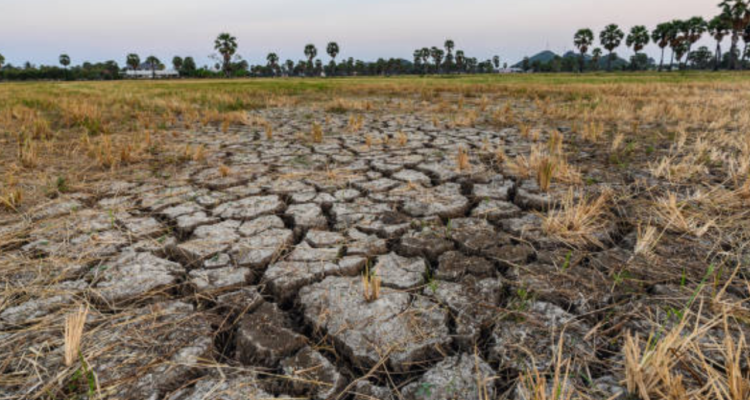 Ilustrasi Akan Hadapi El Nino, Pemda Diimbau Siapkan Strategi Pangan