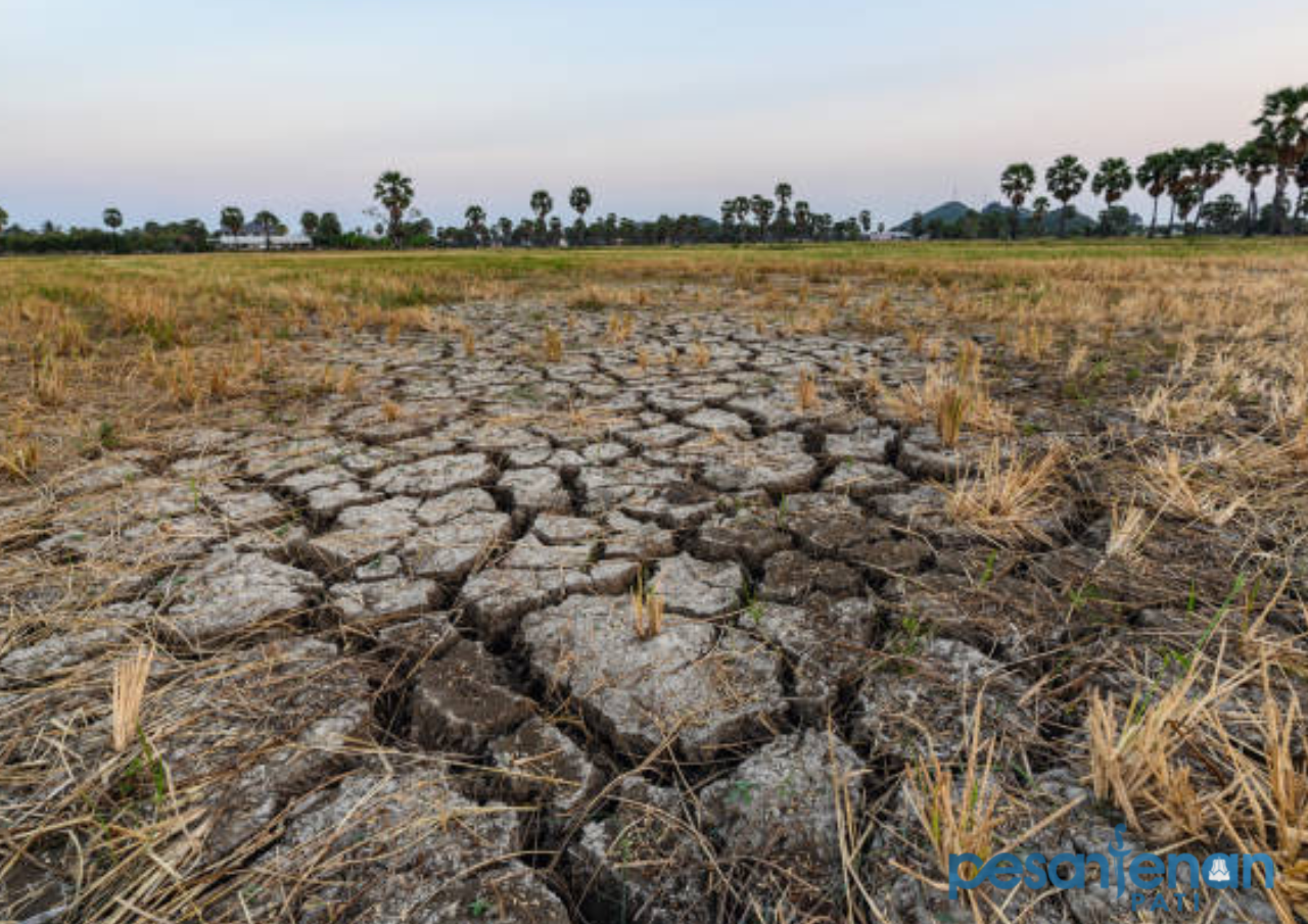Ilustrasi Akan Hadapi El Nino, Pemda Diimbau Siapkan Strategi Pangan