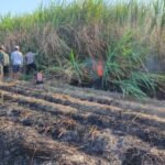 Kebakaran Landa Lahan Tebu di Tulungagung, Kerugian Capai Rp40 juta Kebakaran Landa Lahan Tebu di Tulungagung, Kerugian Capai Rp40 juta