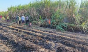 Kebakaran Landa Lahan Tebu di Tulungagung, Kerugian Capai Rp40 juta Kebakaran Landa Lahan Tebu di Tulungagung, Kerugian Capai Rp40 juta