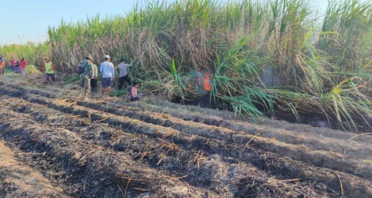 Kebakaran Landa Lahan Tebu di Tulungagung, Kerugian Capai Rp40 juta Kebakaran Landa Lahan Tebu di Tulungagung, Kerugian Capai Rp40 juta