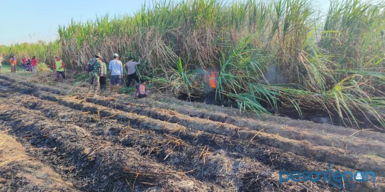 Kebakaran Landa Lahan Tebu di Tulungagung, Kerugian Capai Rp40 juta
