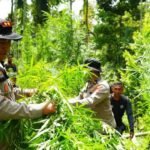 Polisi Temukan Ladang Ganja di Aceh Utara/humas polri Polisi Temukan Ladang Ganja di Aceh Utara/humas polri