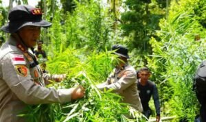 Polisi Temukan Ladang Ganja di Aceh Utara/humas polri Polisi Temukan Ladang Ganja di Aceh Utara/humas polri