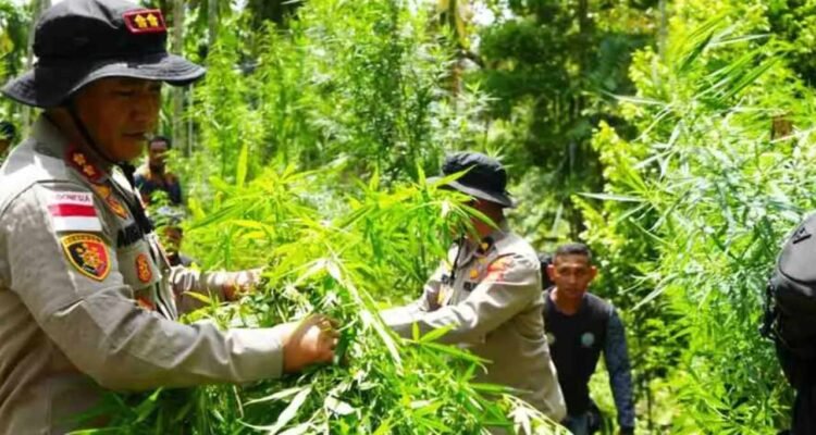 Polisi Temukan Ladang Ganja di Aceh Utara/humas polri Polisi Temukan Ladang Ganja di Aceh Utara/humas polri