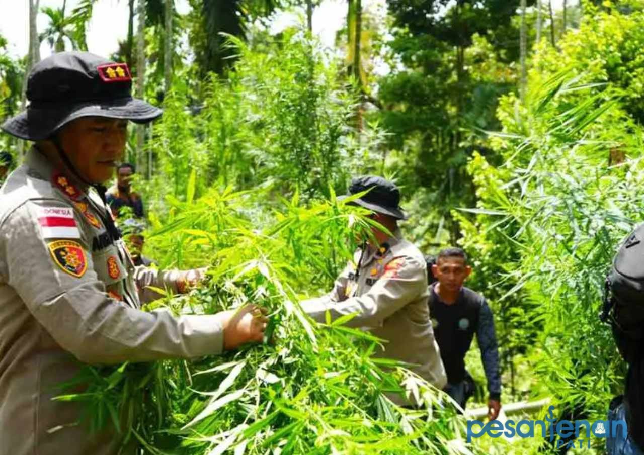 Polisi Temukan Ladang Ganja di Aceh Utara/humas polri Polisi Temukan Ladang Ganja di Aceh Utara/humas polri