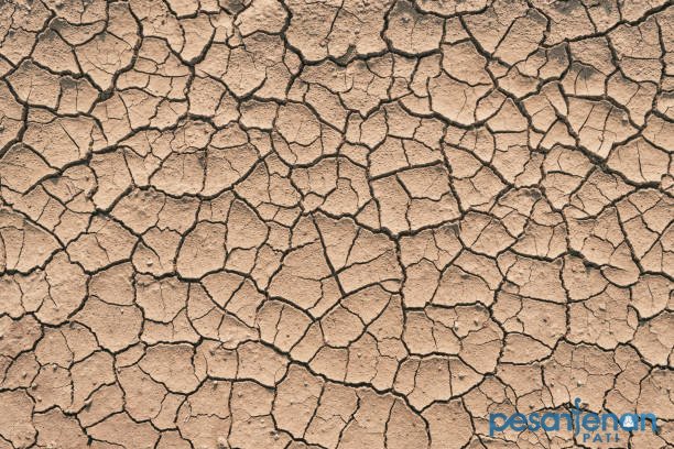 Ilustrasi kekeringan/istock