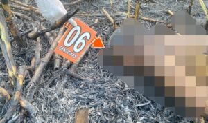 TKP petani di Wedarijaksa Terbakar/humas Polresta Pati TKP petani di Wedarijaksa Terbakar/humas Polresta Pati