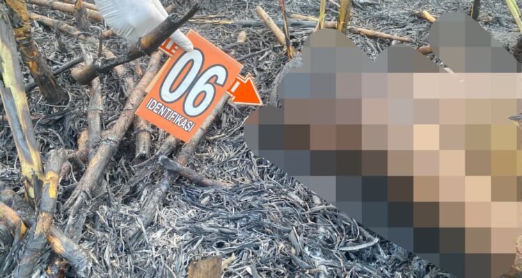 TKP petani di Wedarijaksa Terbakar/humas Polresta Pati TKP petani di Wedarijaksa Terbakar/humas Polresta Pati