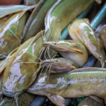 Ahli Temukan Kanker Ganas Melanoma yang Menular antar Ikan Lele