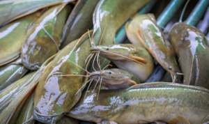 Ahli Temukan Kanker Ganas Melanoma yang Menular antar Ikan Lele