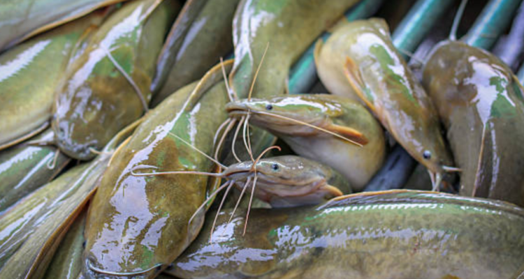 Ahli Temukan Kanker Ganas Melanoma yang Menular antar Ikan Lele