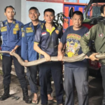 Ular King Kobra Sepanjang 3 Meter di Semarang Masuk Rumah, Damkar Berhasil Evakuasi Ular King Kobra Sepanjang 3 Meter di Semarang Masuk Rumah, Damkar Berhasil Evakuasi