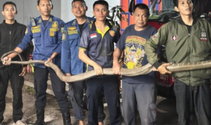 Ular King Kobra Sepanjang 3 Meter di Semarang Masuk Rumah, Damkar Berhasil Evakuasi Ular King Kobra Sepanjang 3 Meter di Semarang Masuk Rumah, Damkar Berhasil Evakuasi