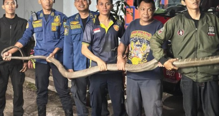 Ular King Kobra Sepanjang 3 Meter di Semarang Masuk Rumah, Damkar Berhasil Evakuasi Ular King Kobra Sepanjang 3 Meter di Semarang Masuk Rumah, Damkar Berhasil Evakuasi