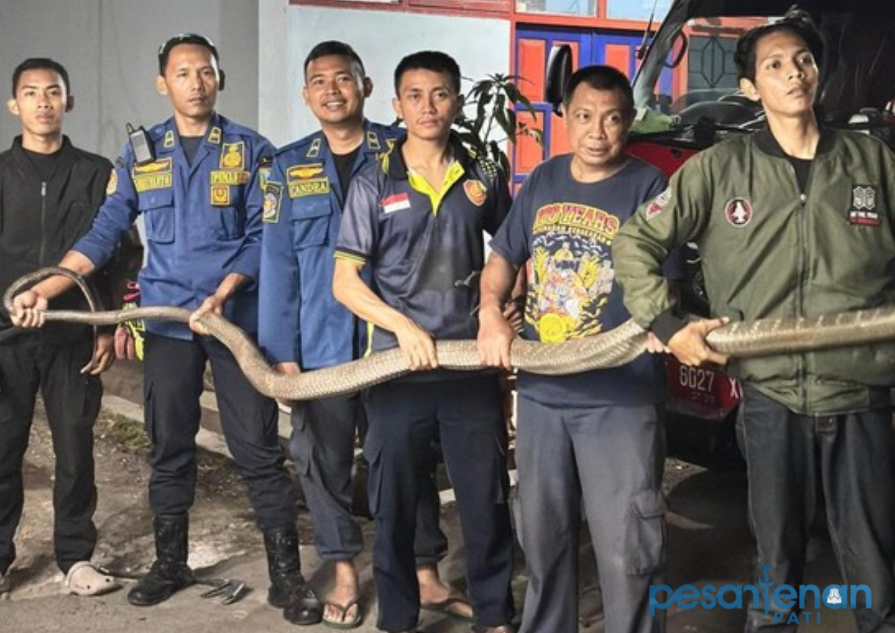 Ular King Kobra Sepanjang 3 Meter di Semarang Masuk Rumah, Damkar Berhasil Evakuasi Ular King Kobra Sepanjang 3 Meter di Semarang Masuk Rumah, Damkar Berhasil Evakuasi